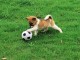 puppy playing soccer