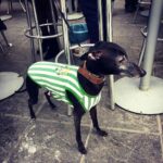 betis3